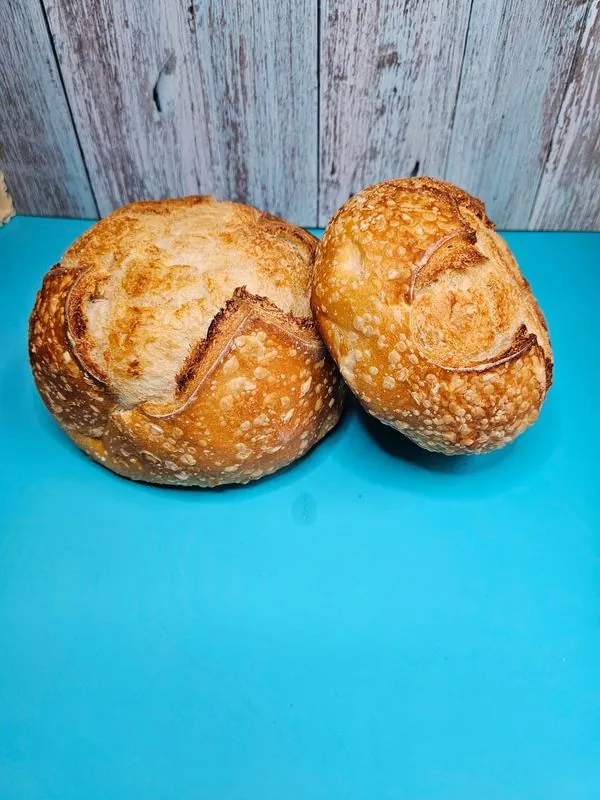 Two scored sourdough boules with speckled crust on a teal board